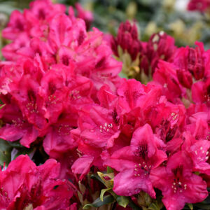 Nova Zembla Rhododendron flowers