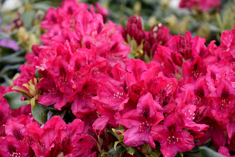 Nova Zembla Rhododendron flowers