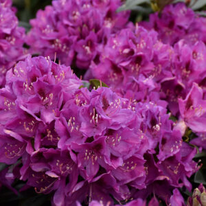 Anah Kruschke Rhododendron flowers