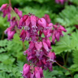 Luxuriant Bleeding Heart flowers