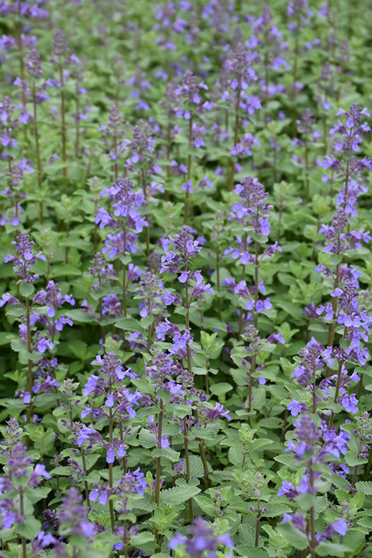 Blue Wonder Catmint flowers