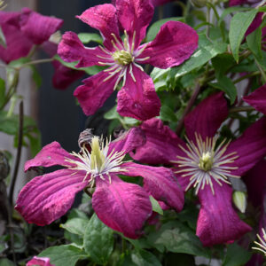 Madame Julia Correvon Clematis flowers