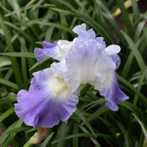 Clarence Iris flowers