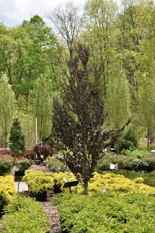 Red Fox Katsura Tree