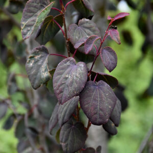 Red Fox Katsura Tree foliage