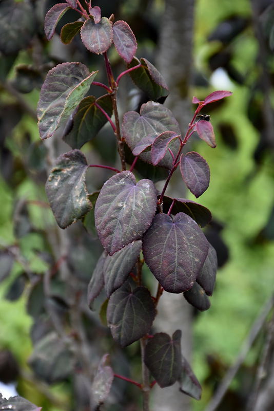 Red Fox Katsura Tree foliage