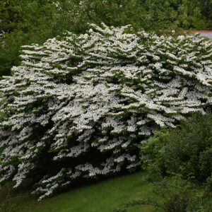 Maries Doublefile Viburnum in bloom