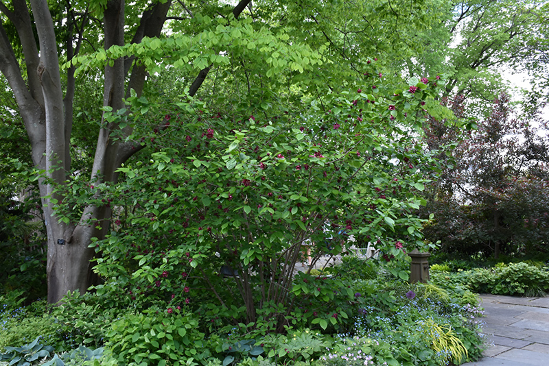 Hartlage Wine Sweetshrub in bloom