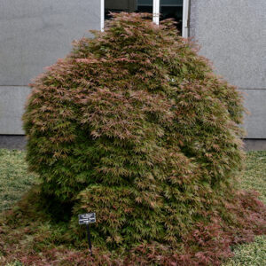 Orangeola Cutleaf Japanese Maple
