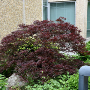 Red Dragon Japanese Maple