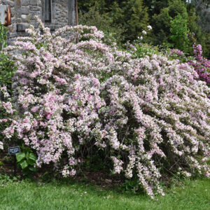 Variegated Weigela in bloom