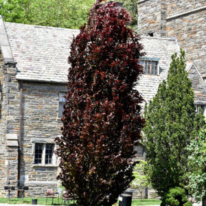 Red Obelisk Beech