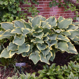 Sagae Hosta