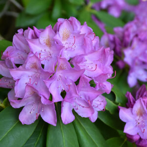 Purpureum Elegans Rhododendron flowers