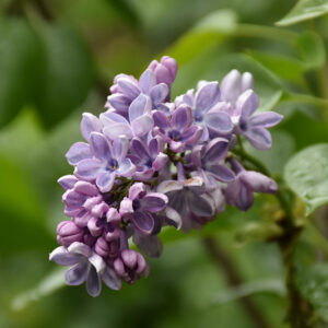 Wonderblue Lilac flowers