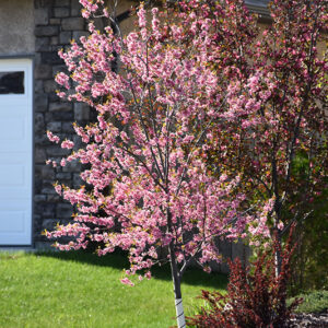 Muckle Plum (tree form) in bloom