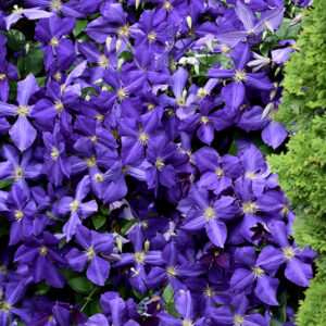 Jackmanii Clematis in bloom
