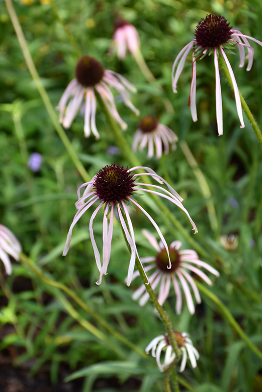 Pale Purple Coneflower flowers