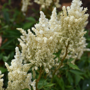 Short 'N Sweet Whiteberry Astilbe flowers