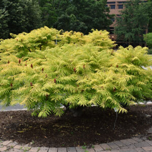 Tiger Eyes® Sumac