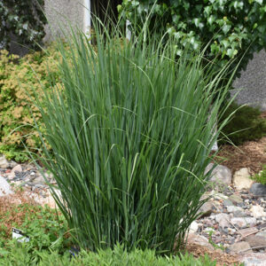 Northwind Switch Grass