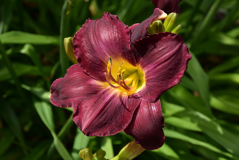 Rainbow Rhythm® Nosferatu Daylily flowers