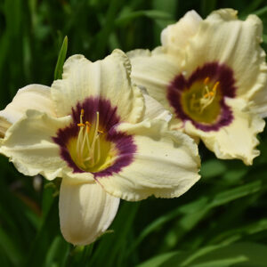 Raspberry Candy Daylily flowers