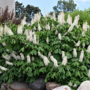 Bottlebrush Buckeye in bloom