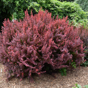Ruby Carousel Japanese Barberry