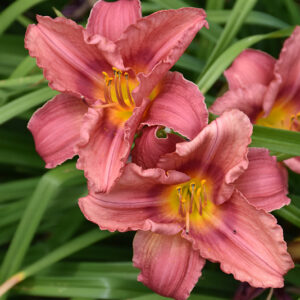Happy Ever Appster® Rosy Returns Daylily flowers