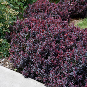 Concorde Japanese Barberry