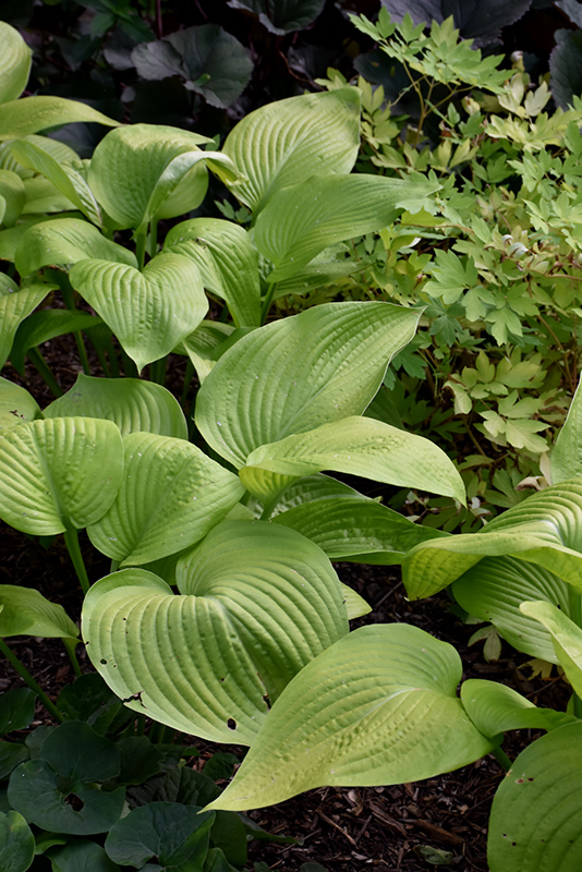 Key West Hosta