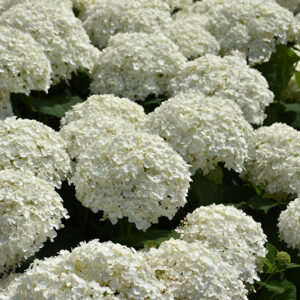 Incrediball&reg; Hydrangea flowers