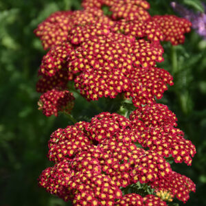Strawberry Seduction Yarrow flowers