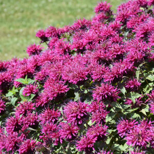 Grand Marshall Beebalm flowers