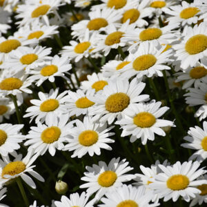 Becky Shasta Daisy flowers