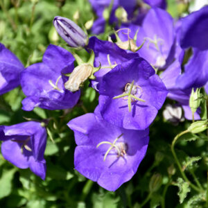 Pearl Deep Blue Bellflower flowers