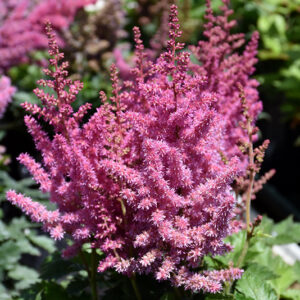 Little Vision In Pink Chinese Astilbe flowers