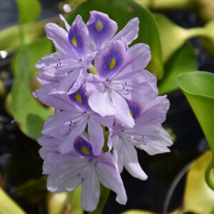 Water Hyacinth flowers