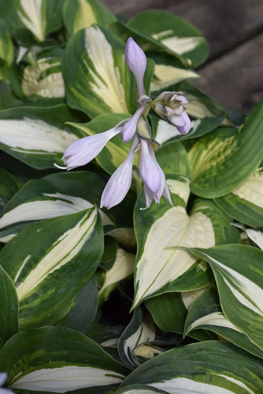 Half And Half Hosta flowers