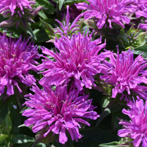 Balmy Lilac Beebalm flowers
