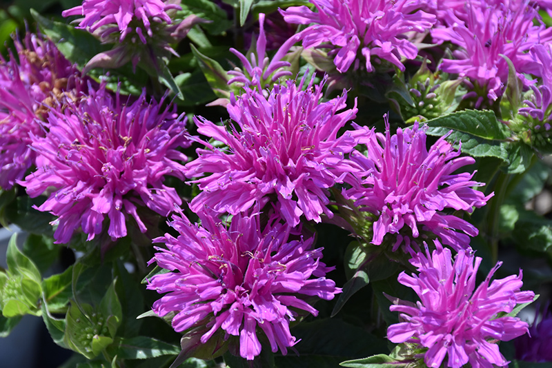 Balmy Lilac Beebalm flowers