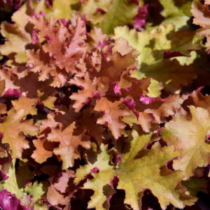 Zipper Coral Bells foliage