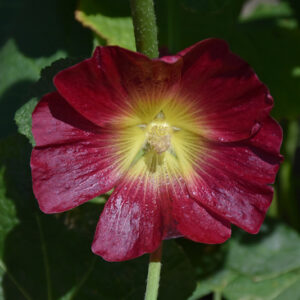 Halo Red Hollyhock flowers