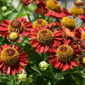 Mariachi&trade; Salsa Sneezeweed flowers