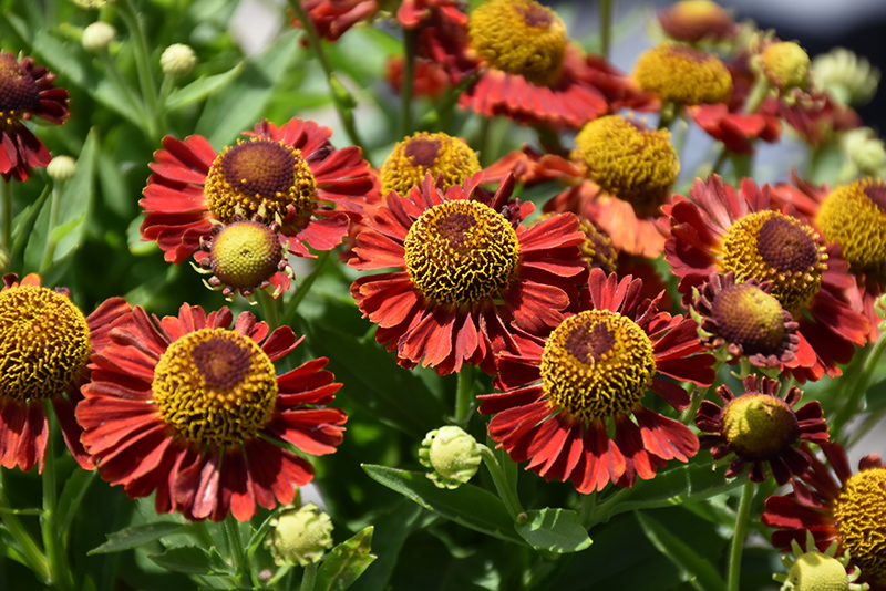 Mariachi™ Salsa Sneezeweed flowers
