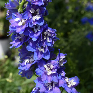 Pacific Giant Blue Bird Larkspur flowers