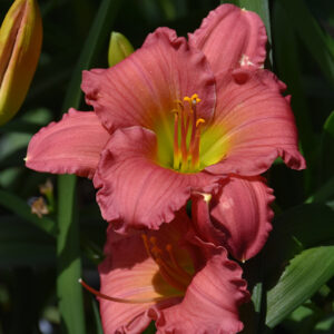 Passionate Returns Daylily flowers