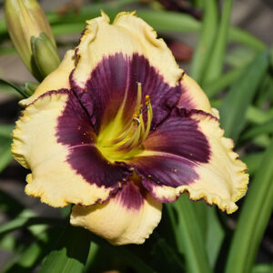 Blackthorne Daylily flowers