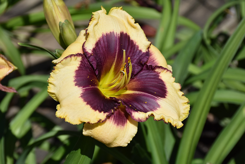 Blackthorne Daylily flowers